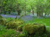 Bluebells