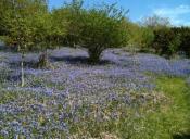 Bluebells