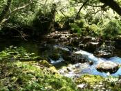 Dappled Sunlight on River