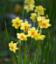 Daffodils at Carreg Dhu